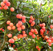 CAS technology enhances the value of Bac Giang lychee