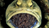 Cases of male in-mouth broodstock are extremely rare