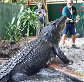 Cassius Clay returns to the throne of the world's largest crocodile.
