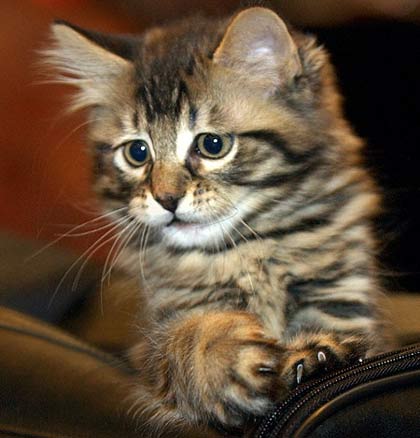 Cat cloning company closed