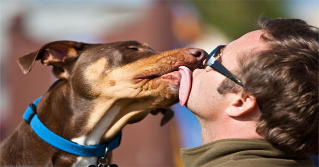 Cat dog saliva is easy to infect humans