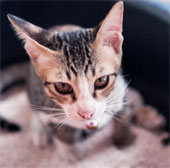Cat feces cure cancer
