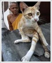Cat flu appears in Thailand