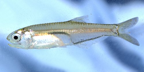 Cat parasites occur on marine mammals