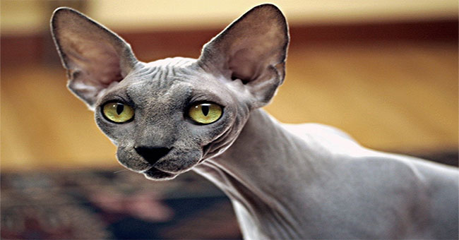 Cat singularity resembles the legendary Egyptian sphinx