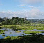 Cat Tien forest is hard to become the World Natural Heritage