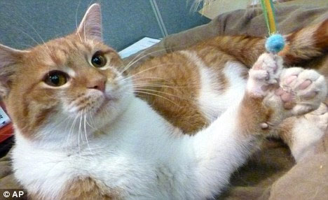 Catastrophically rare, cats grow eight more