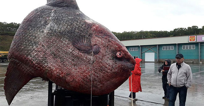 Catch 1.1-ton giant moonfish in Russia