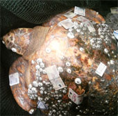 Catch 150kg turtle in Quang Ninh