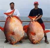 Catch 3 rare moon fish in the same day