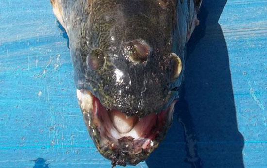 Catch 3-eyed fish near nuclear power plant