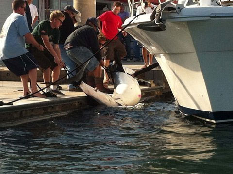 Catch a 350kg gray back shark