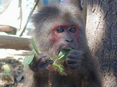 Catch a red-faced monkey who strayed into people's houses
