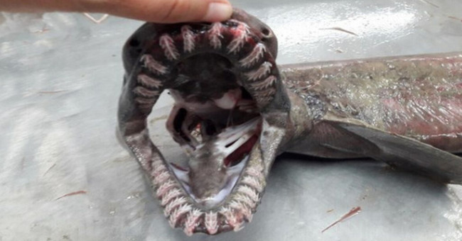 Catch a shark with a body like a snake, a mouth of 300 teeth