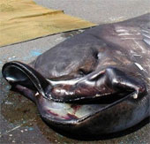 Catch an extremely rare 'alien' shark
