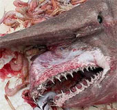Catch an extremely rare goblin shark on the coast of Florida