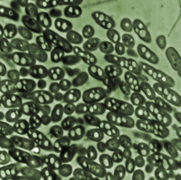Catch bacteria that provide fuel for cars
