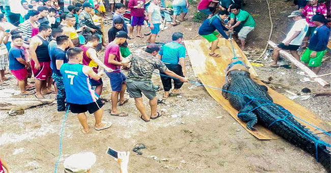 Catch giant crocodile weighing 500kg after finding a human body