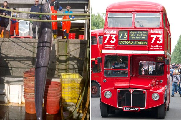 Catch giant eels higher than 2-storey buses