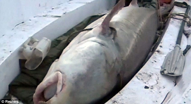 Catch giant sturgeon in China