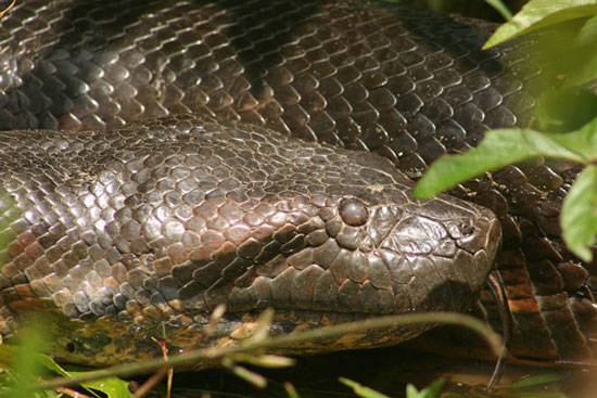 Catch huge pythons weighing 100kg