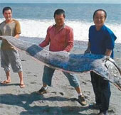 Catch living giant paddle fish in Taiwan
