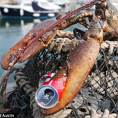 Catch living 'lobster monster' 60 years old