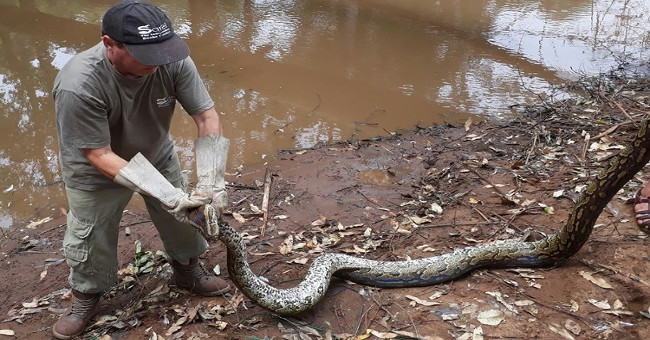 Catch pythons 5 meters long stealing chickens and ducks in South Africa