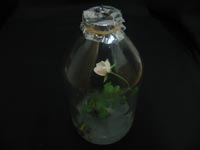 'Catch' roses bloom in test tubes