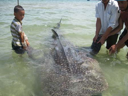 Catch rough whales in Hue