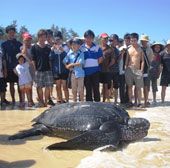Catch sea turtles weighing over 300kg