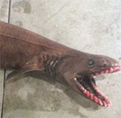 Catch sharks from prehistoric times