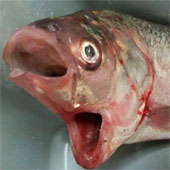 Catch strange two-mouth fish in Australia
