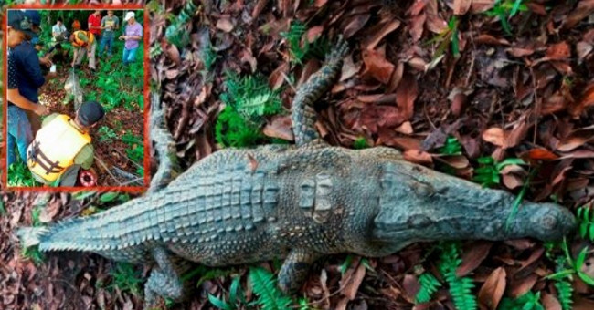 Catch the 2.8m long crocodile that once swallowed a man