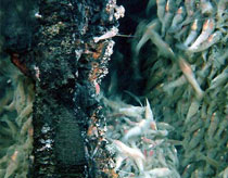 Catch the animal that lives in record depth