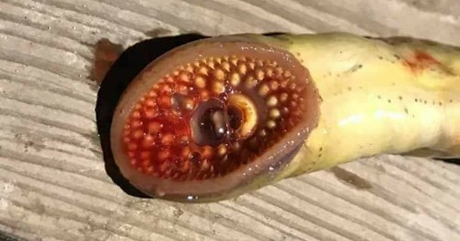 Catch the 'blood-sucking monster' with vampire teeth in Hanoi