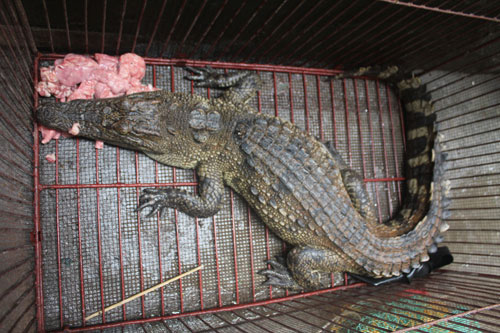 Catch the crocodile in the Hanoi ditch
