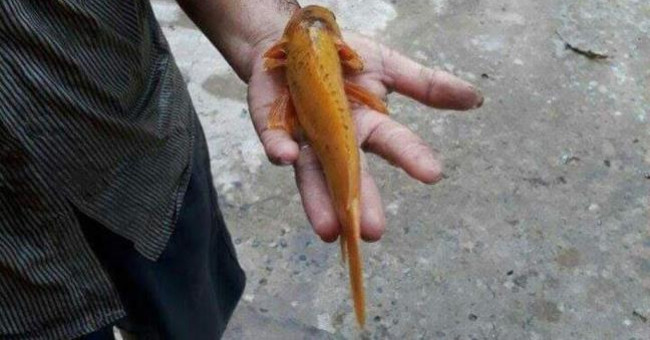 Catch the exotic colored perch in Vinh Long