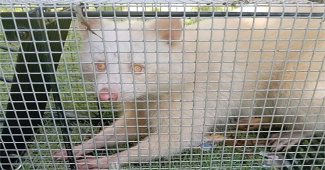 Catch the extremely rare albino cat bear