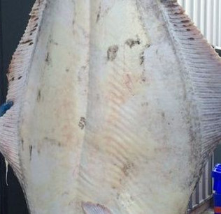 Catch the flounder 'water monster' weighing 200kg in England
