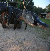 Catch the giant crocodile 450kg in America