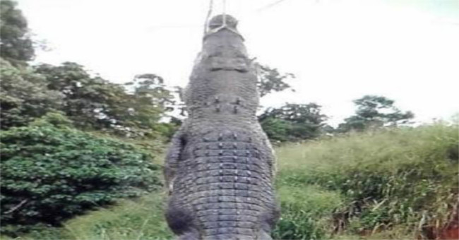 Catch the giant crocodile
