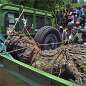 Catch the giant crocodile weighing nearly 1 ton