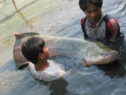 Catch the giant fish in HCMC