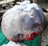 Catch the giant fish