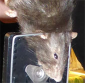 Catch the giant mouse gnawing on the concrete wall