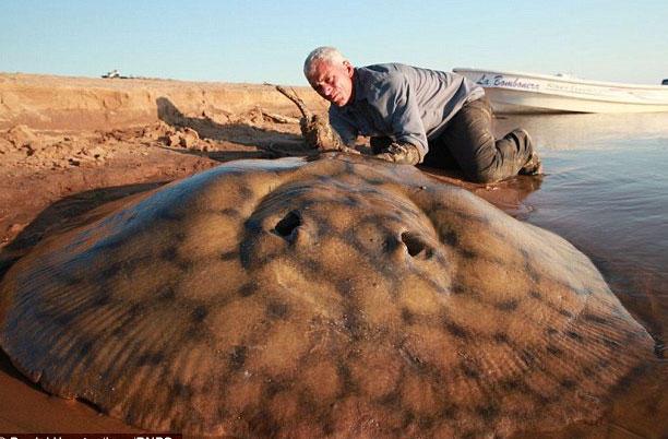 Catch the giant stingray