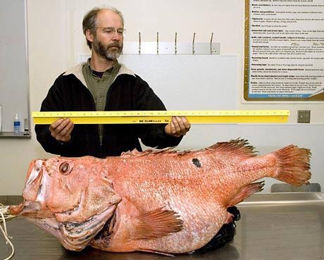 Catch the giant stone fish over 100 years old