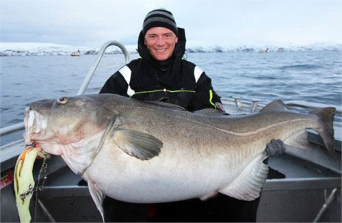 Catch the largest giant cod in Europe