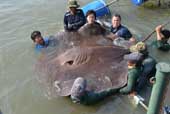Catch the largest stingray in the world